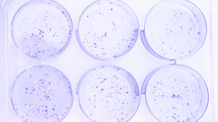 Stable Cell Line Generation