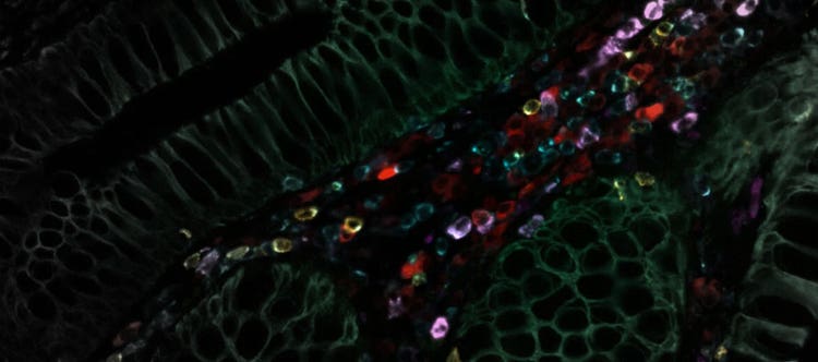 Leica Microsystems and Cell Signaling Technology