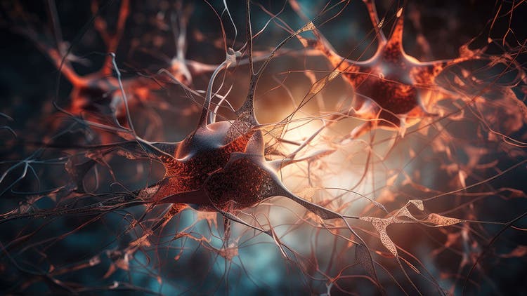 Neuronal Morphology