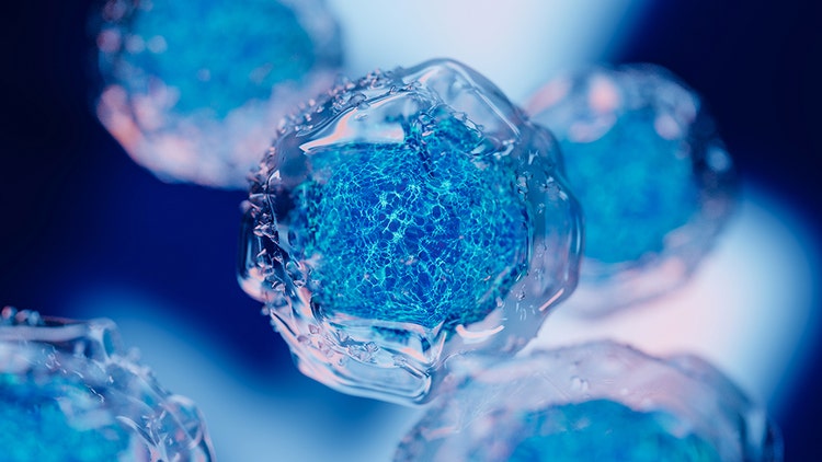 Organoid