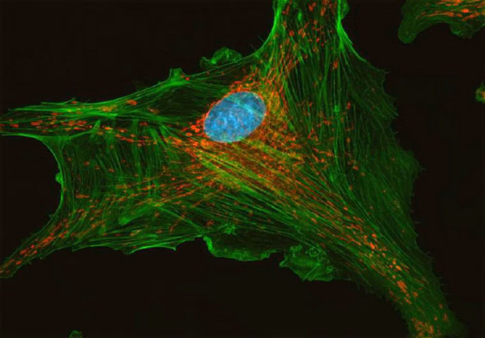 Fluorescence 720c2b 04 Kid21764432