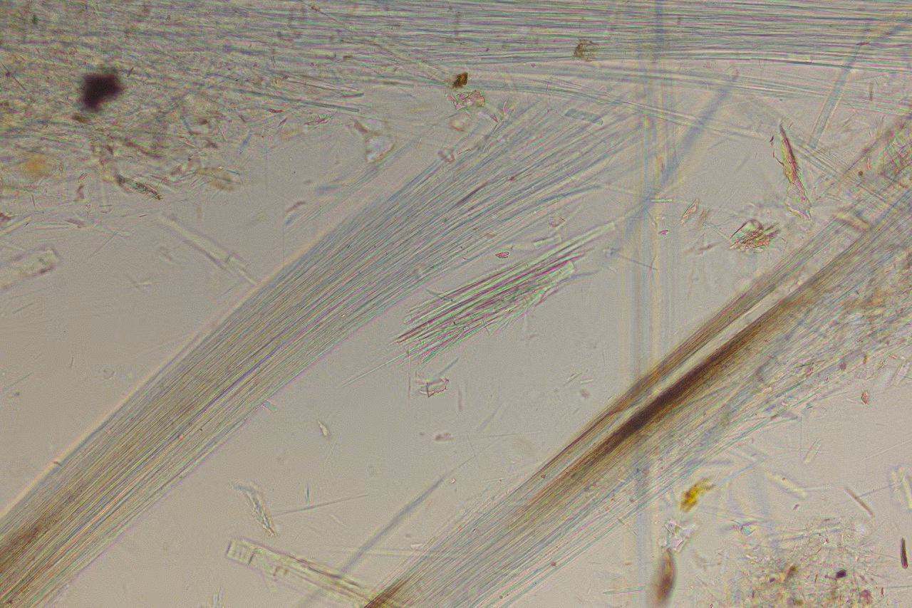 Fibrous Actinolite Parallel Polarizers Kid21763874