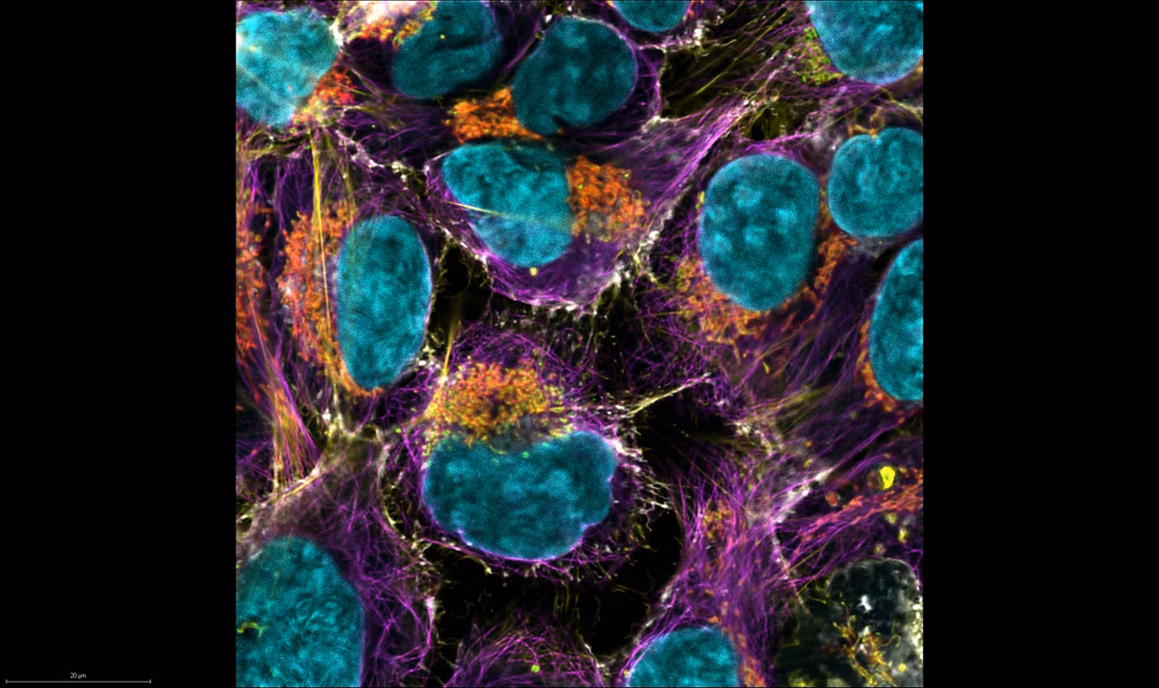 Leica Microsystems Next Generation Stellaris Confocal Microscope Hero