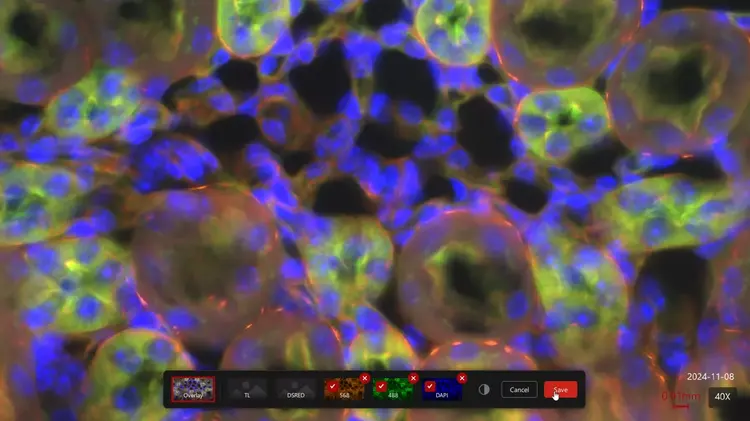 Visoria B Laboratory Microscope for Immunofluorescence