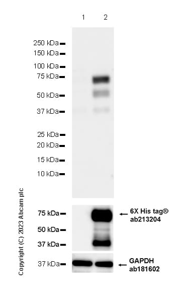 Goat Anti-Human IgG H&L (HRP)(AB6858)