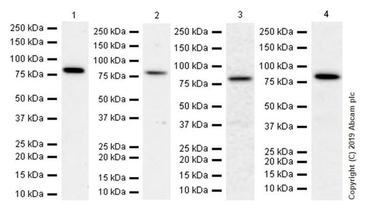 Anti-Mitofusin 1 antibody [EPR21953-74](AB221661)