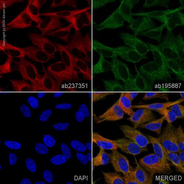 Alexa Fluor® 647 Anti-beta III Tubulin antibody [EPR19591](AB237351)