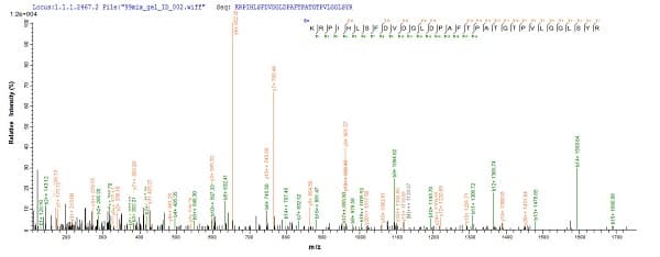 Recombinant Mouse Liver Arginase protein (His tag)(AB226884)