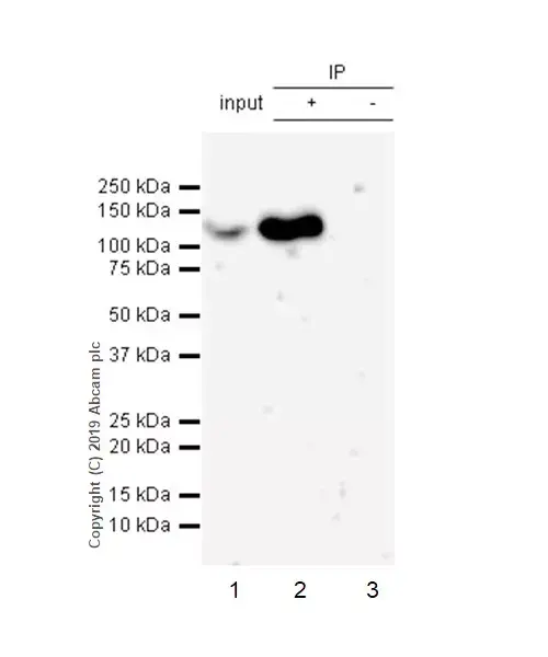 Anti-IRE1 (phospho S724) antibody [EPR23107-16](AB243665)