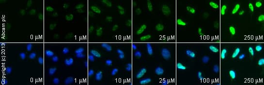Anti-gamma H2A.X (phospho S139) antibody(AB2893)