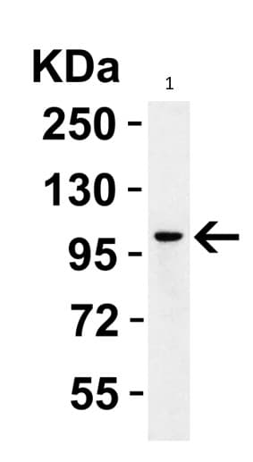 Anti-PGC1 alpha antibody(AB191838)