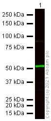 Anti-Tubulin antibody [YL1/2] - Loading Control(AB6160)