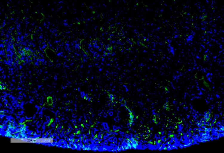 Malondialdehyde Antibody 11e3 Ab243066  Immunohistochemistry Formalin Pfa Fixed Paraffin Embedded Sections Img25749