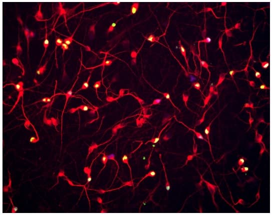 Cortical Glutamatergic Neurons - Human iPSC-derived cell (Male, WC-30)(AB315366)
