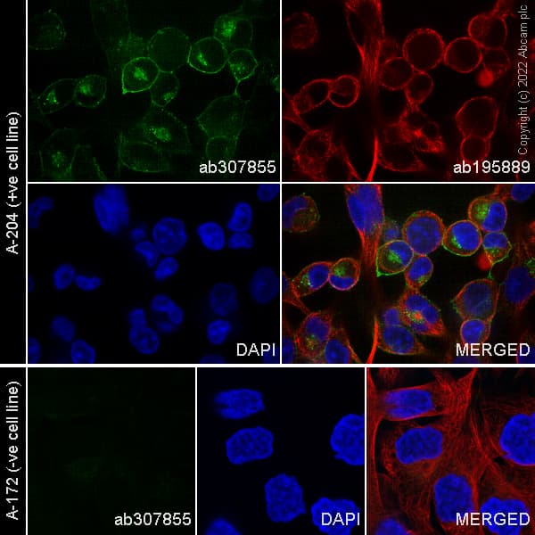 Alexa Fluor® 488 Anti-PDGFR alpha antibody [EPR22059-270](AB307855)