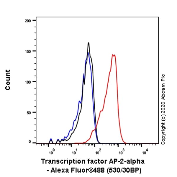 Anti-Transcription factor AP-2-alpha antibody [EPR2688(2)](AB108311)
