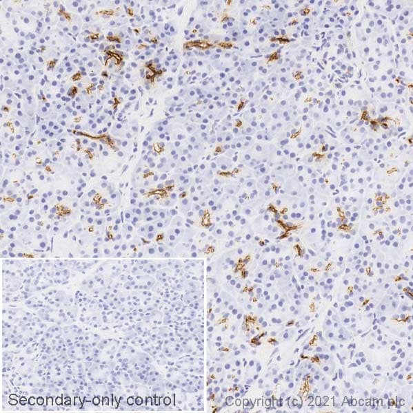 Anti-CD133 antibody [RM1002] - Stem Cell Marker(AB278053)