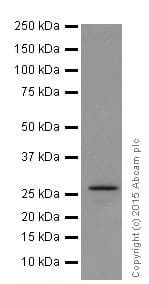 Kcnip4 Antibody Epr18314 Bsa And Azide Free Ab251403  Western Blot Img151127