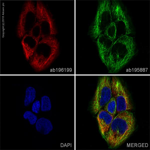Alexa Fluor® 647 Anti-Cytokeratin 17 antibody [EP1623] - Cytoskeleton Marker(AB196199)