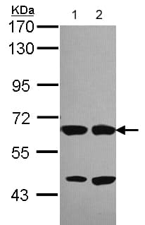Munc18 2 Antibody Ab103976  Western Blot Img82594
