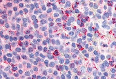 Gpcr G2a Antibody Extracellular Domain Ab150509  Immunohistochemistry Formalin Pfa Fixed Paraffin Embedded Sections Img70127