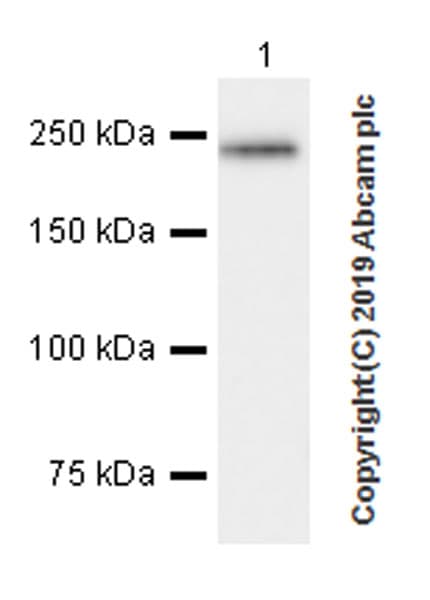 Anti-Fast Myosin Skeletal Heavy chain + MYH4 antibody [EPR22880-64](ab221149)