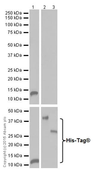Anti-Trypsin antibody [EPR19497] - BSA and Azide free(AB251325)