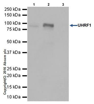 Uhrf1 Antibody Epr18803 11 Ab213223  Immunoprecipitation Img15618