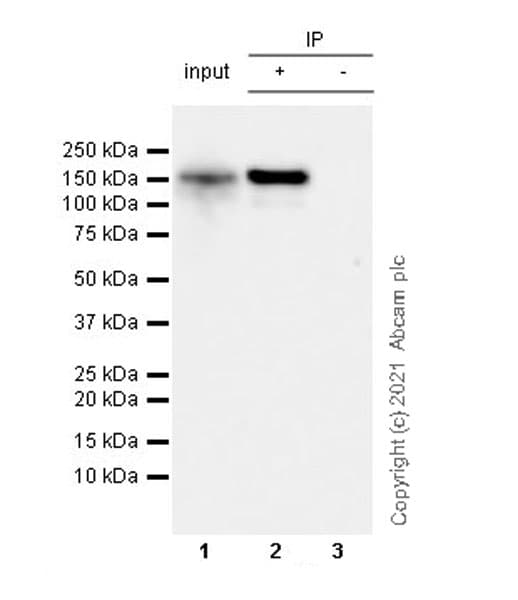 Anti-LRPPRC/GP130 antibody [EPR24052-38](AB259927)