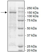 Recombinant Human eNOS protein (Tagged)(AB198066)