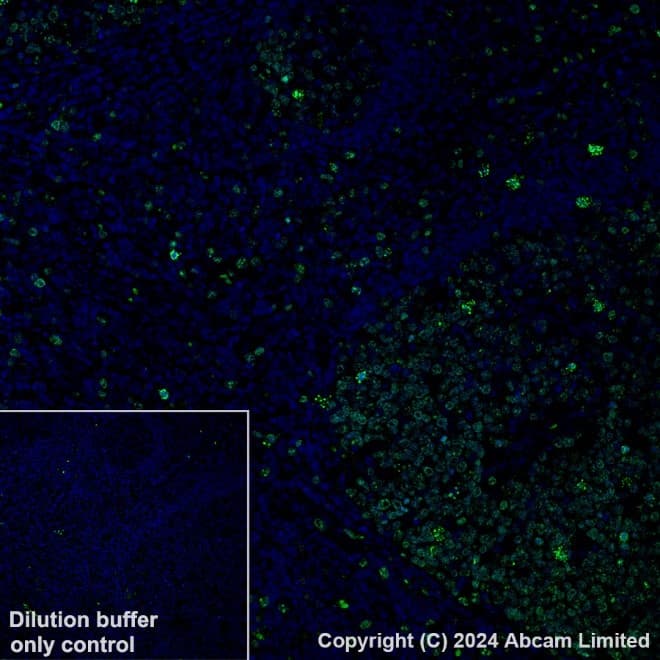 Anti-Ki67 antibody [B56](AB279653)