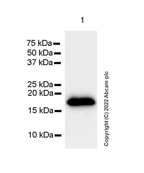 Anti-Cofilin 2 antibody [EPR24519-7](AB300128)