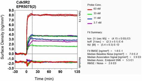 Anti-p39 antibody [EPR5075(2)] - BSA and Azide free(AB248345)