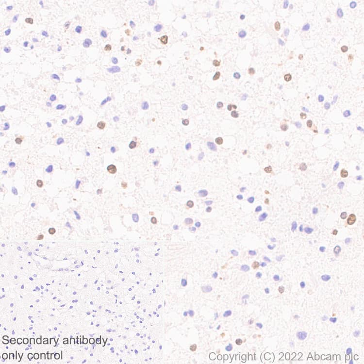 Anti-HuD antibody [EPR26472-54] (BSA and Azide free)(AB302515)