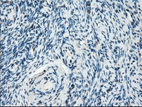 Anti-Tristetraprolin/TTP antibody [OTI8B5](AB124024)