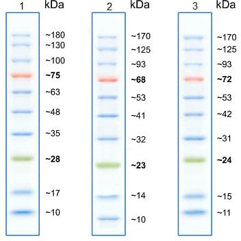 Prestained Protein Ladder - Mid-range molecular weight (10 - 180 kDa)(AB116027)
