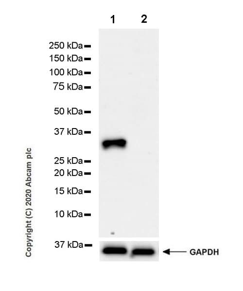 Anti-Pit1 antibody [EPR23555-203](AB273048)