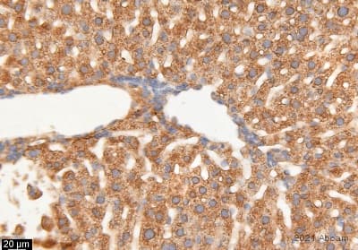 Anti-Fibrinogen antibody(AB34269)