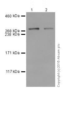 Anti-Huntingtin antibody [EPR5526](AB109115)