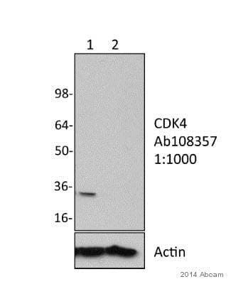 Anti-Cdk4 antibody [EPR4513-32-7](AB108357)