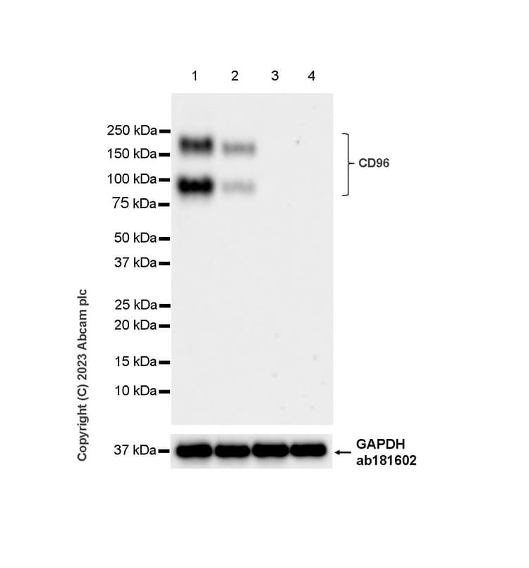 Cd96 Antibody Epr26489 23 Bsa And Azide Free Ab315219  Western Blot Img424203