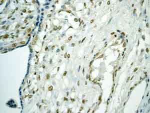 Tef1 Tead 1 Antibody Epr39672 Bsa And Azide Free Ab219647  Immunohistochemistry Formalin Pfa Fixed Paraffin Embedded Sections Img117220