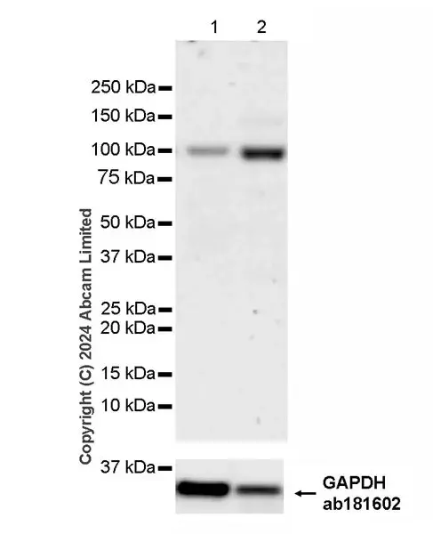 Anti-KAT2A / GCN5 antibody [EPR28321-83](AB321885)