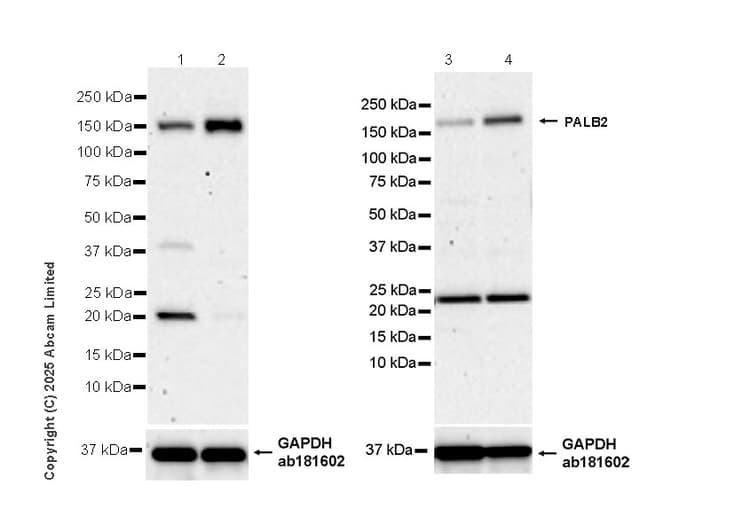 Goat Anti-Rabbit IgG H&L (HRP)(AB97051)