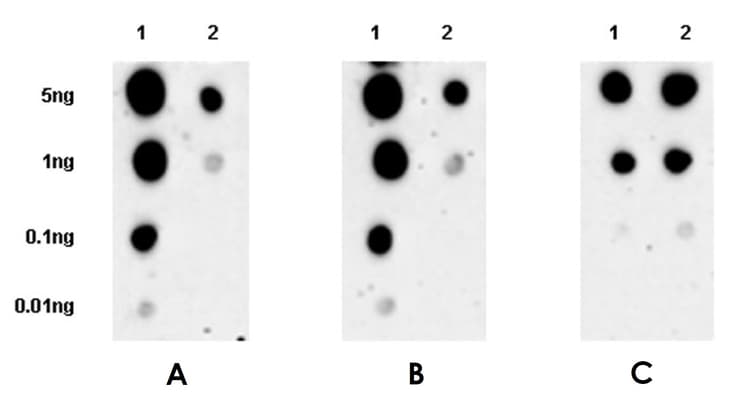 Anti-Beta Arrestin 2 + Beta Arrestin 1 antibody [EPR22073](AB206972)