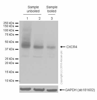 Anti-CXCR4 antibody [UMB2](AB124824)