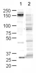 Anti-CD45 antibody(AB10558)