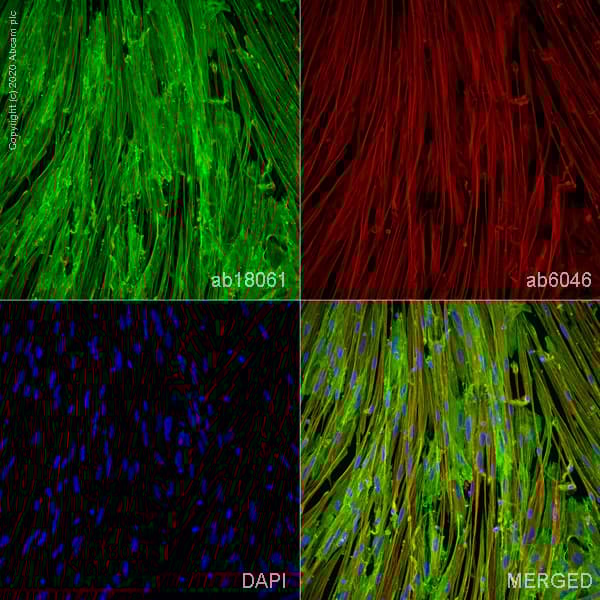 ioSkeletal Myocytes - Human iPSC derived cells(AB277612)