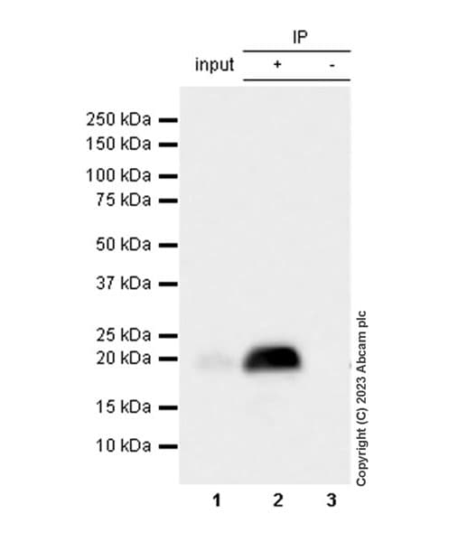 Rnf5 Ng2 Antibody Epr27133 30 Bsa And Azide Free Ab308067  Immunoprecipitation Img408772