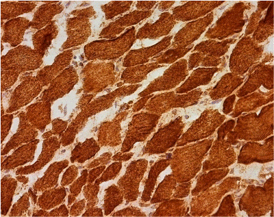 Anti-COX4 + COX4L2 antibody [10G8D12C12](AB110261)